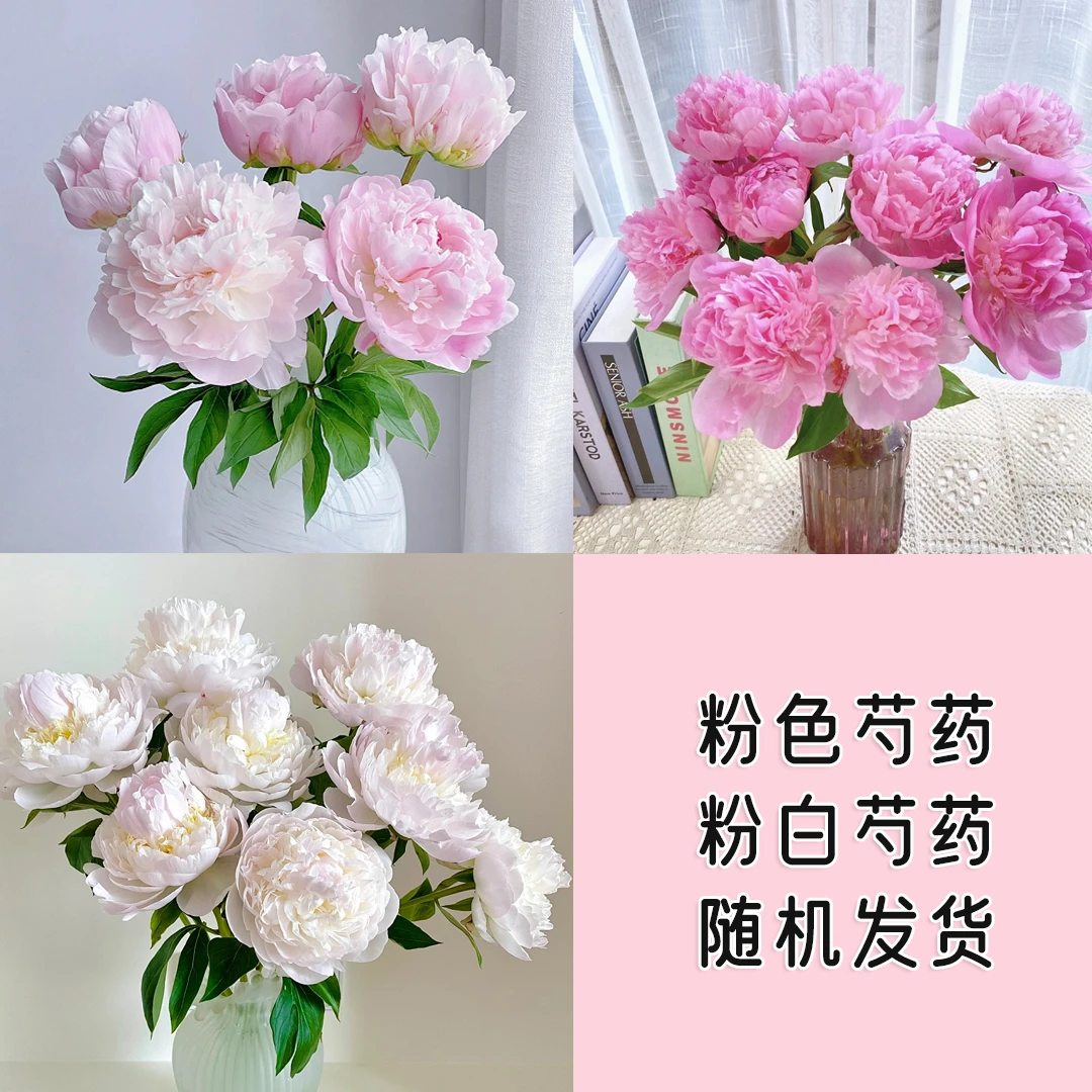 『粉色系芍药5枝』粉色 粉白随机 家居养花 全场任意2单鲜花顺丰京东包邮 三单鲜花送花瓶 芍药包邮次日达