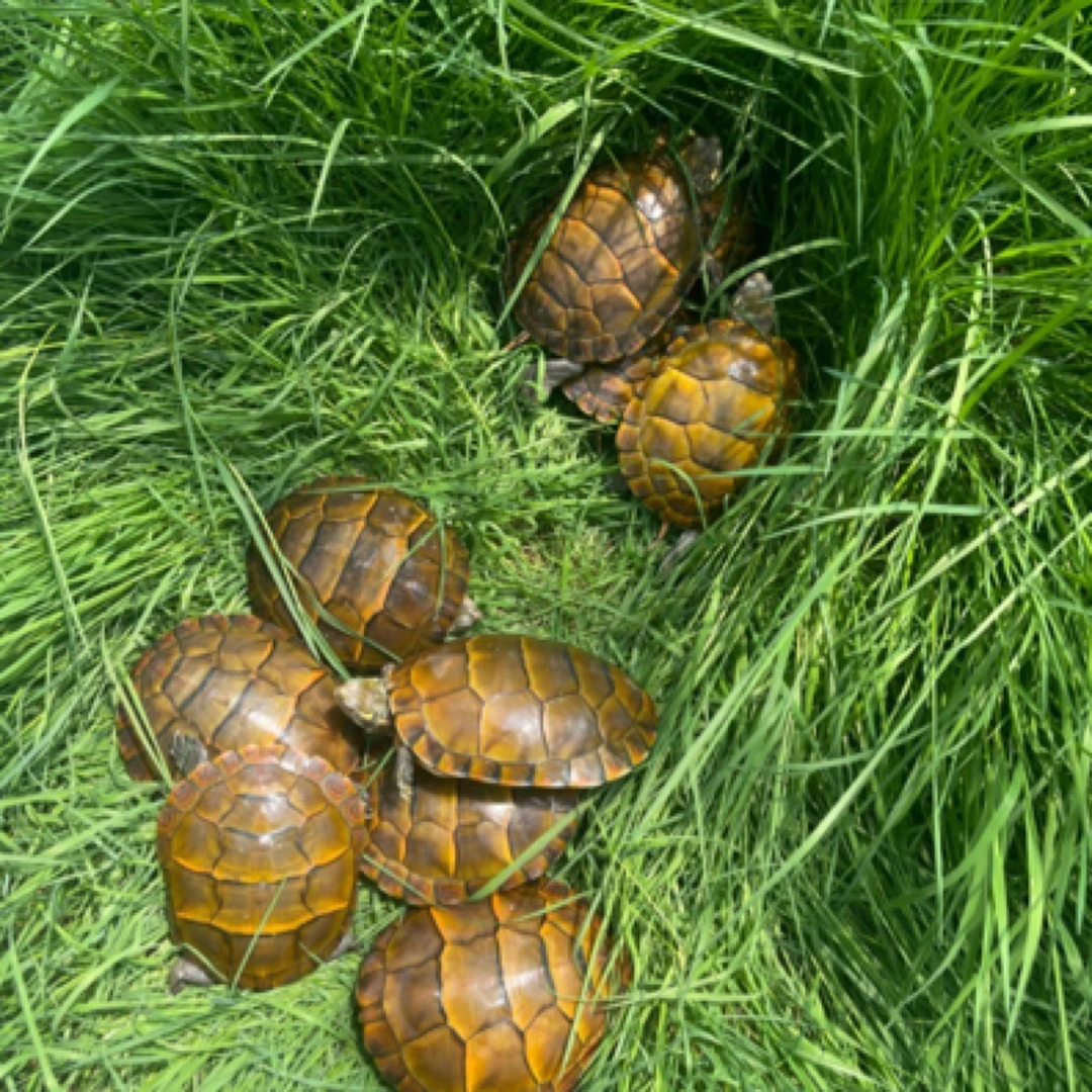 直播间选龟下单专拍链接乱拍一律发最小号草和最小包龟粮
