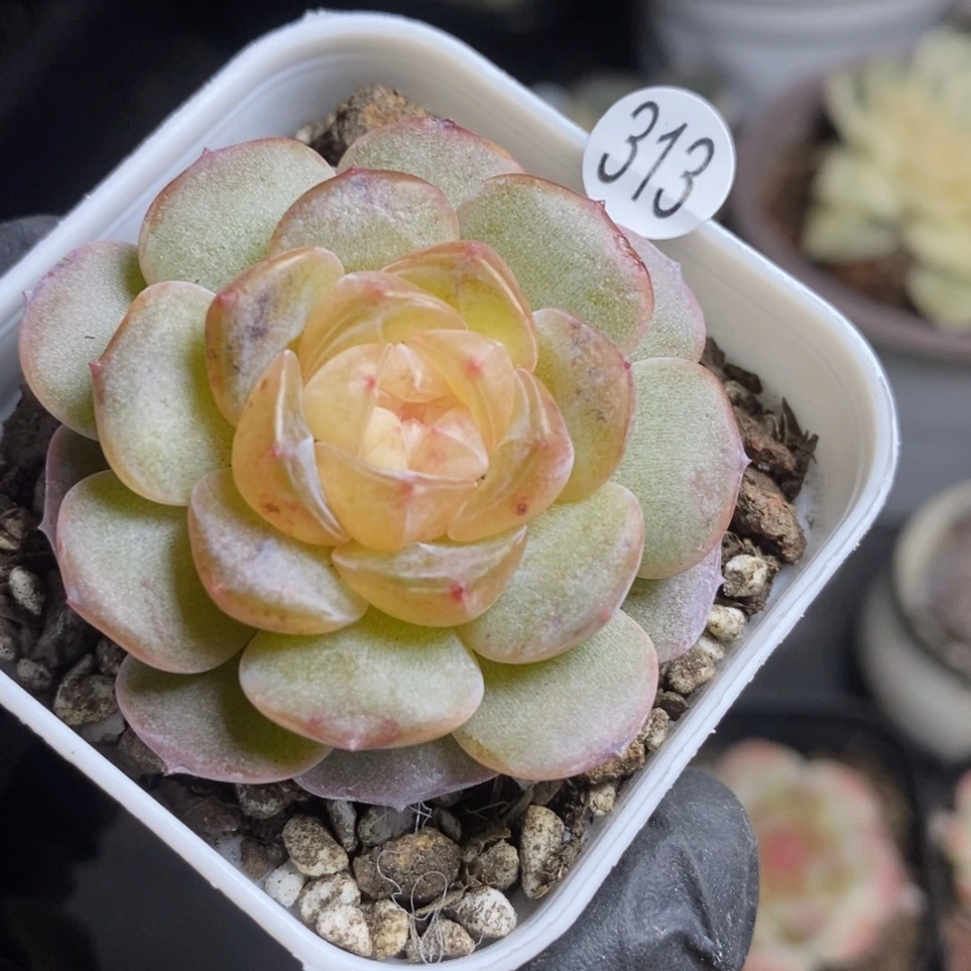 精品多肉小冠服313