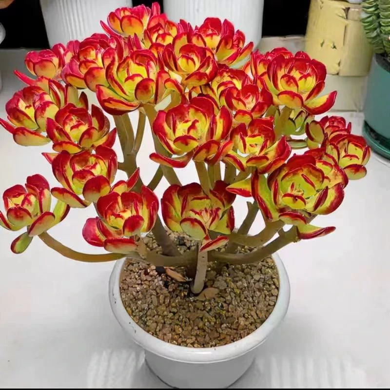 2王小二达摩宝珠全店多肉任意拍满2单发货 拍满5单送一包吡虫啉