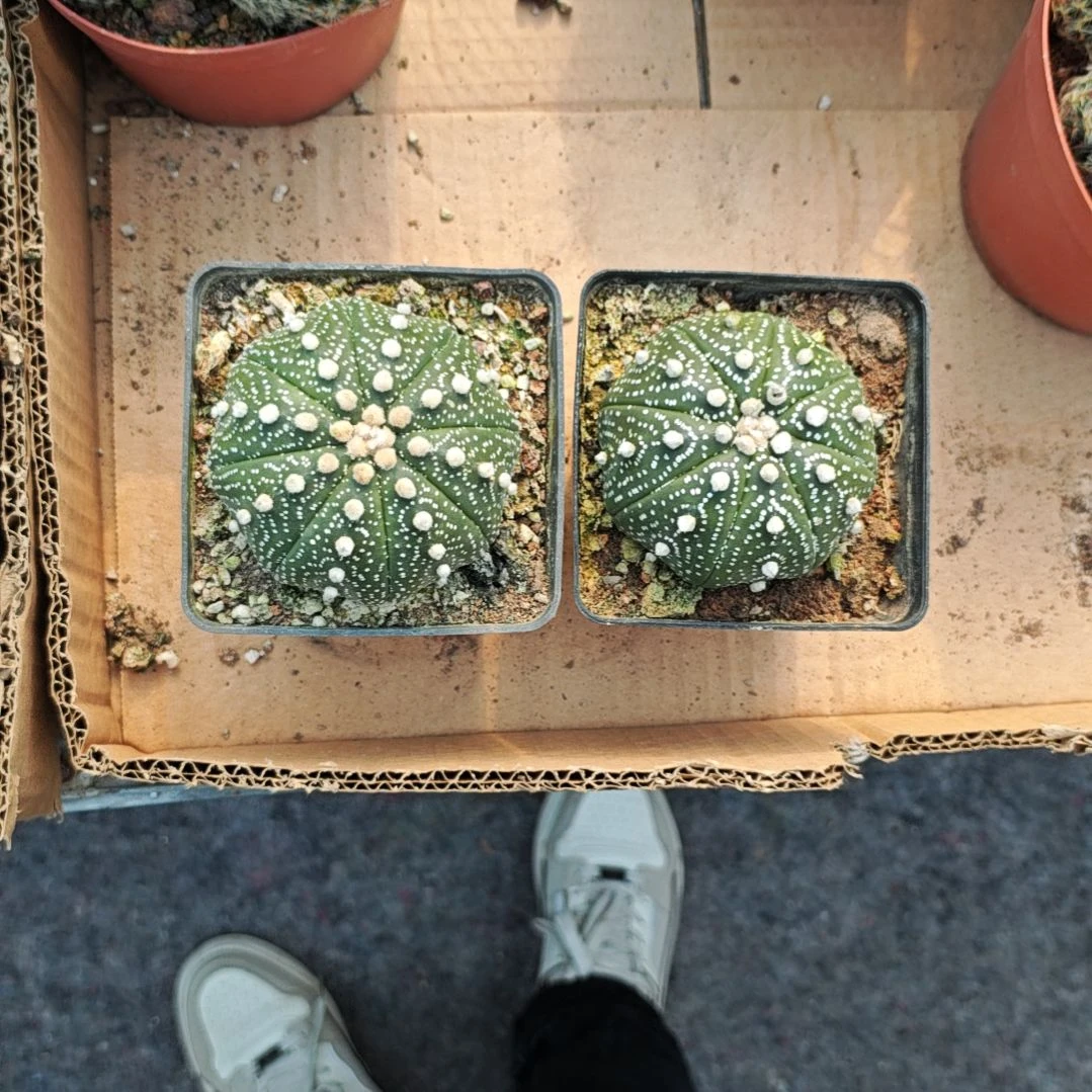 超逗两个一物一拍