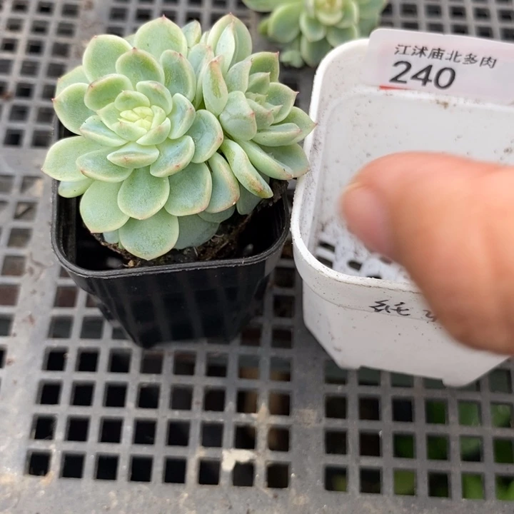 标240纸鸢一个多肉