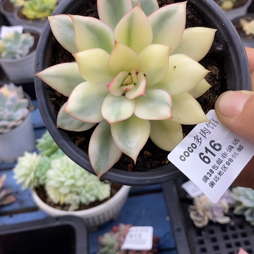 616大锦月光女神大多肉植物