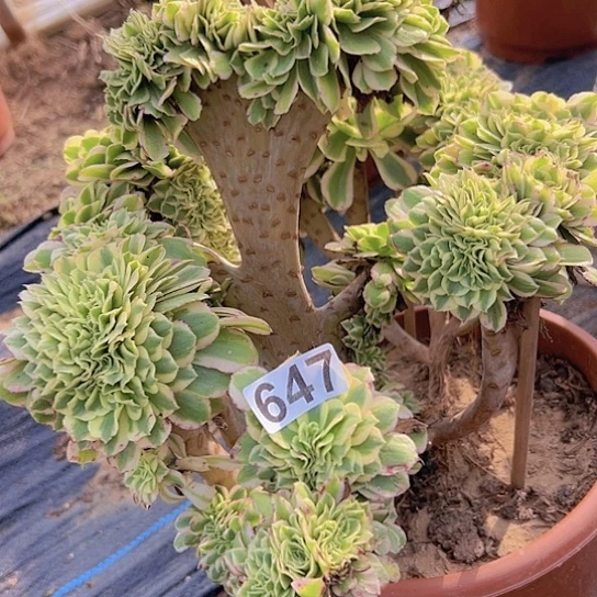 金***沙多肉植物一个迈巴赫有伤