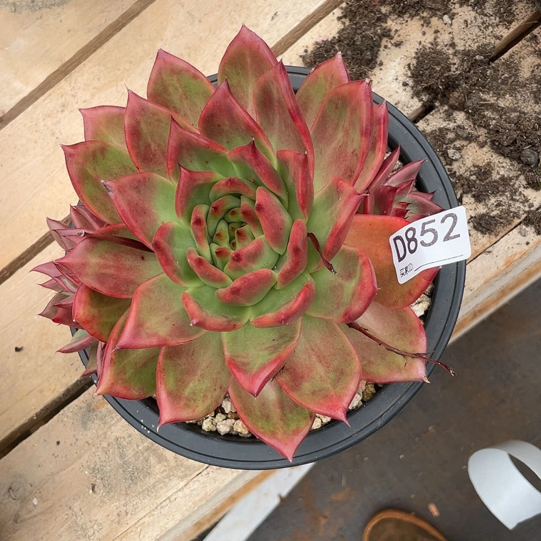 若如东云组拍D852