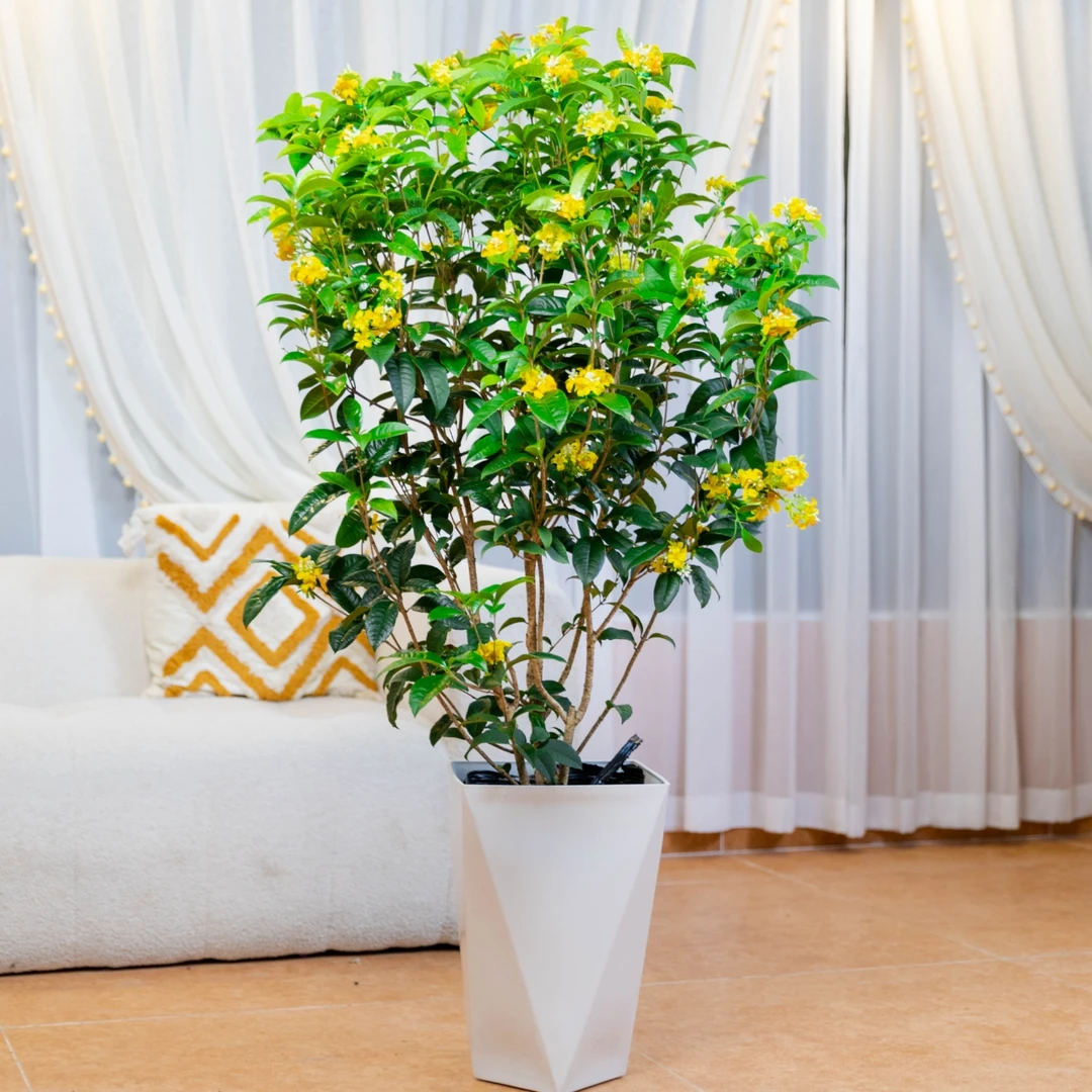 四季桂花独杆棒棒糖造型款 1-1.2高度老庄带花苞室内外浓香型