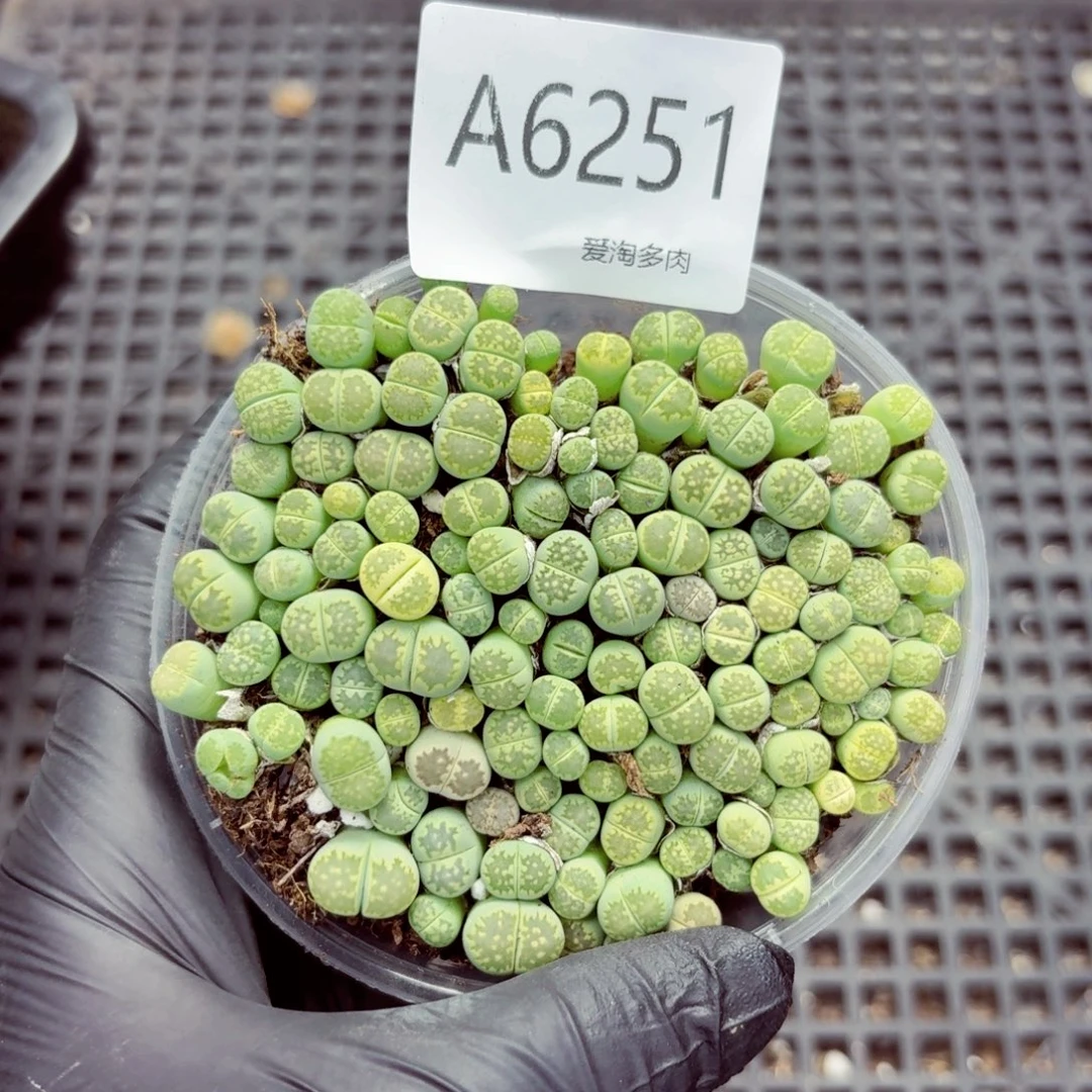 6251–生石花 生石花