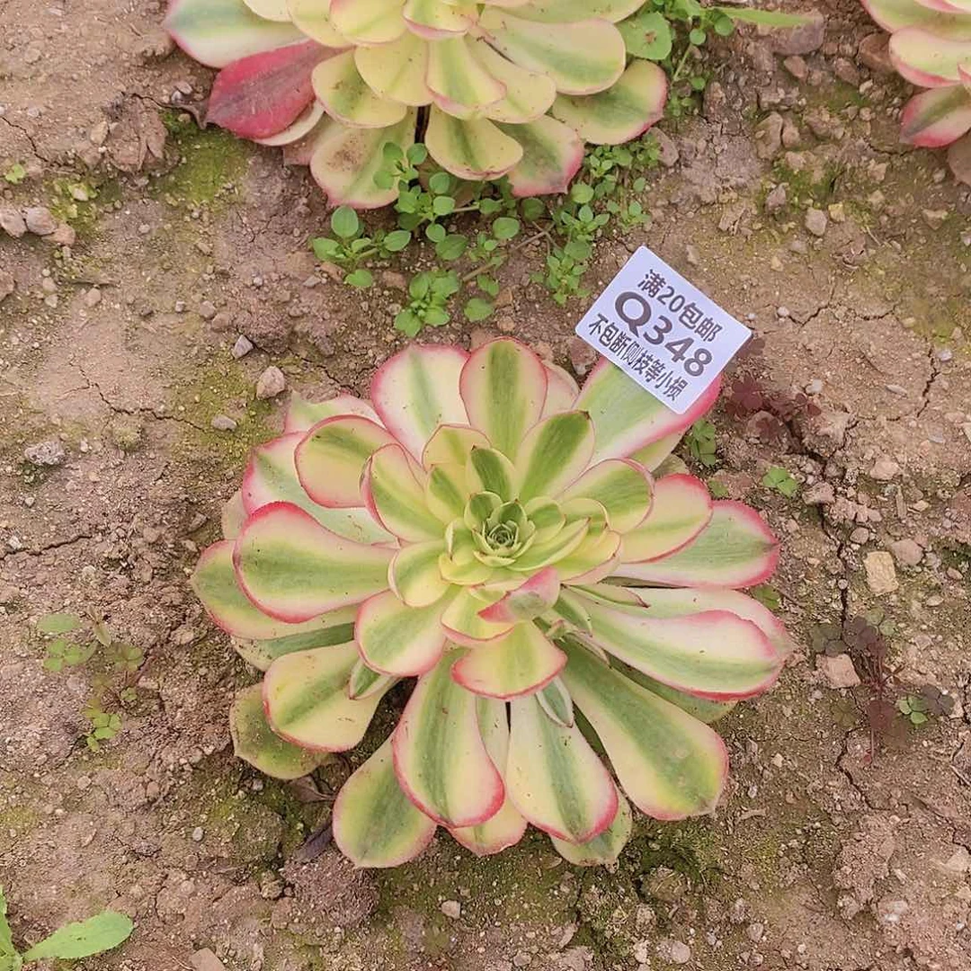 348荔枝多肉法师锦