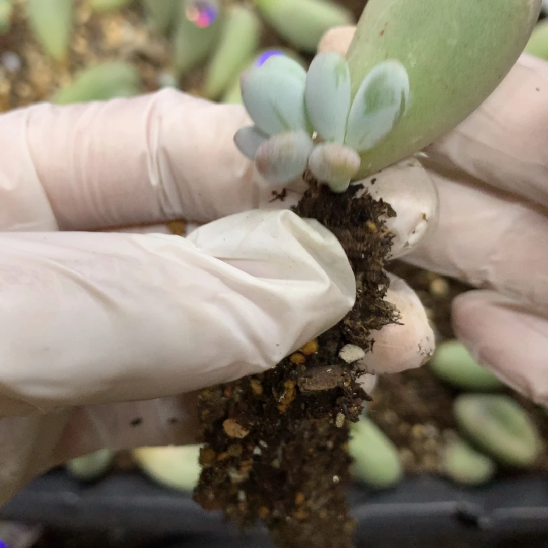 米可奶酪多肉 米可奶