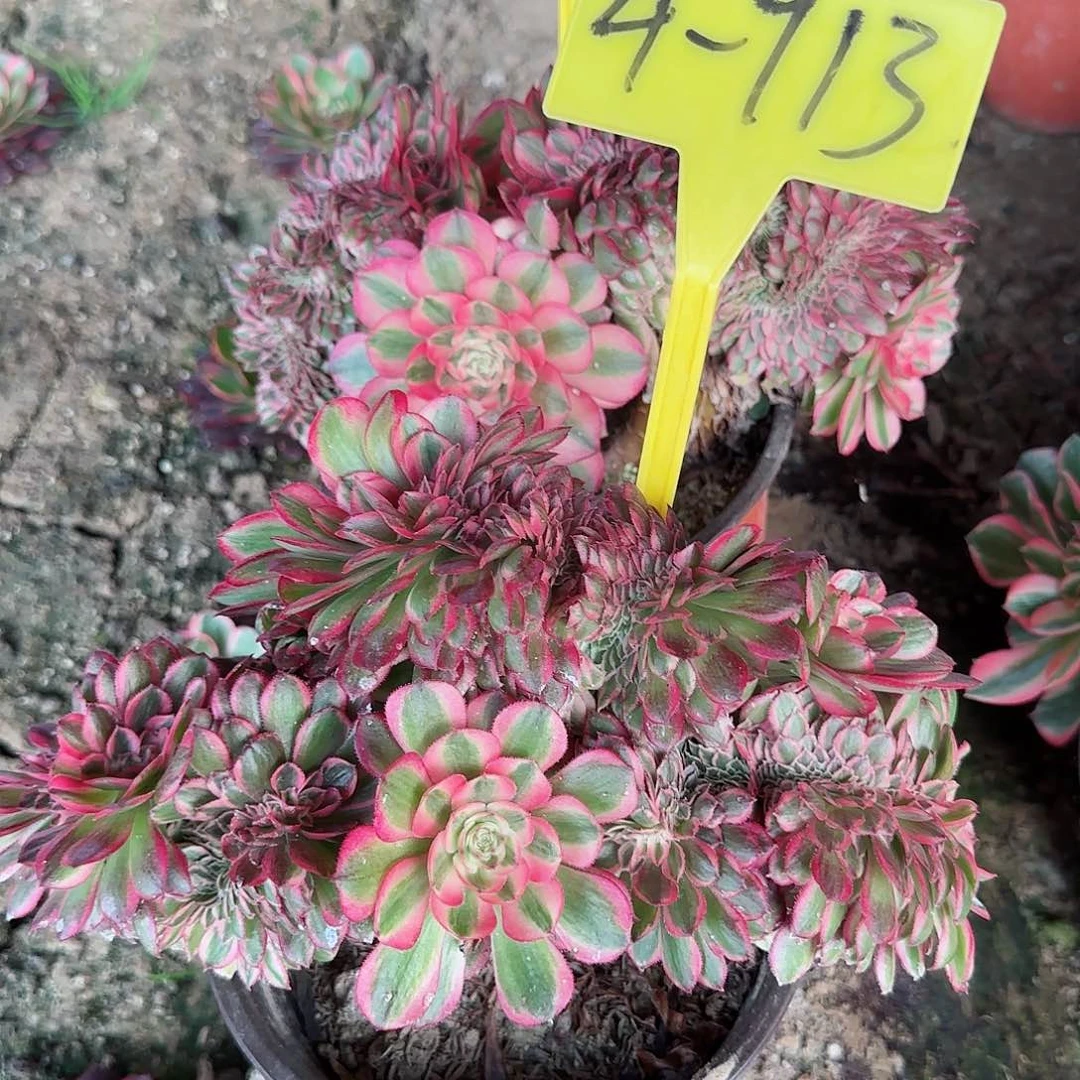 4-713--多头多肉植物