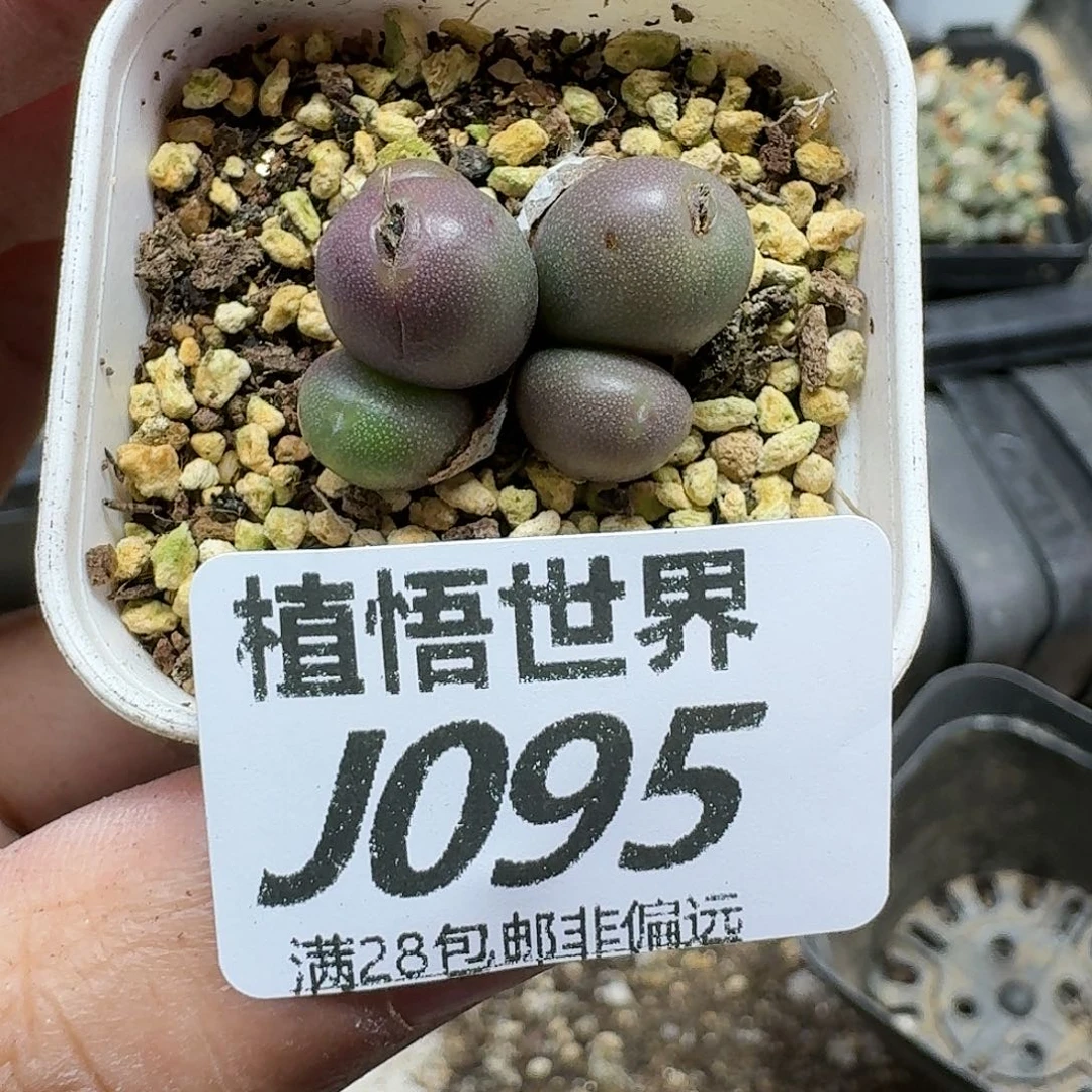 多肉植物的润泽ghbj