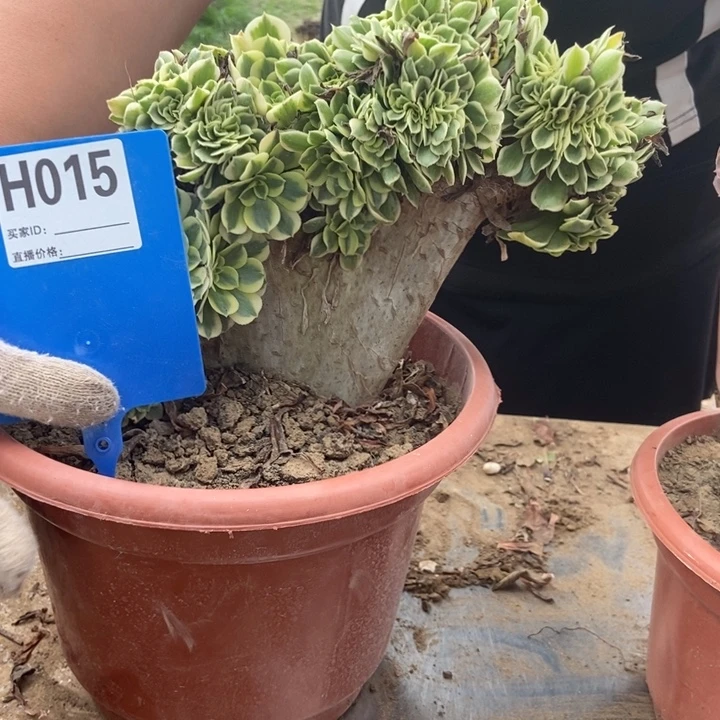 用***丹015迈巴赫迈巴赫卖菜的