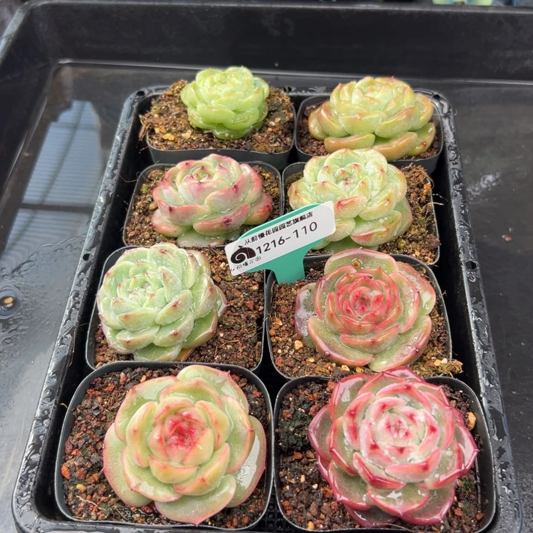 从前慢花园多肉编号1216-110