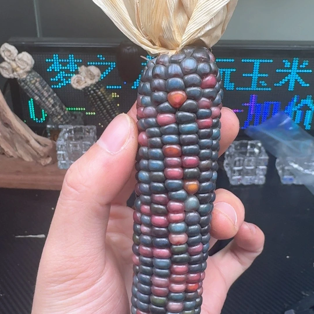 柏香籽/百香籽吊坠画*