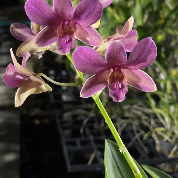 当前无花朵，栽培后可花朵夕雾6苗以上