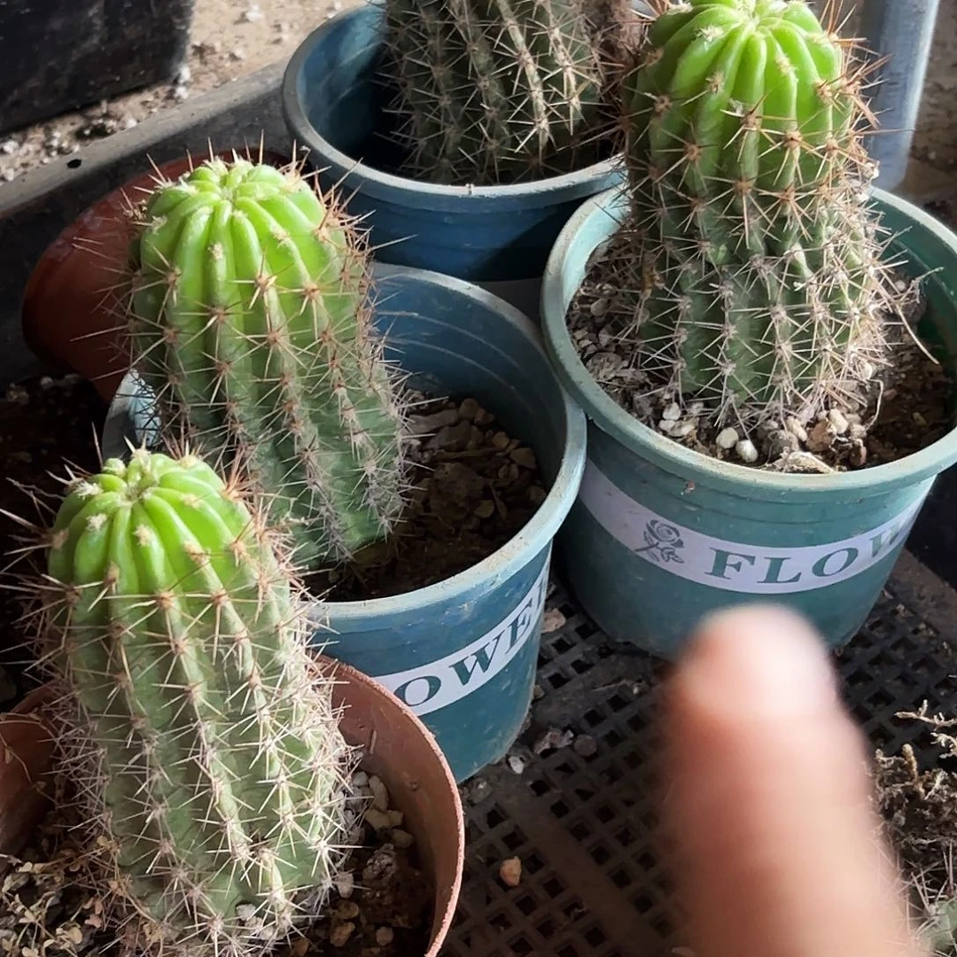 苏乞儿瑕疵瘦徒有根地上