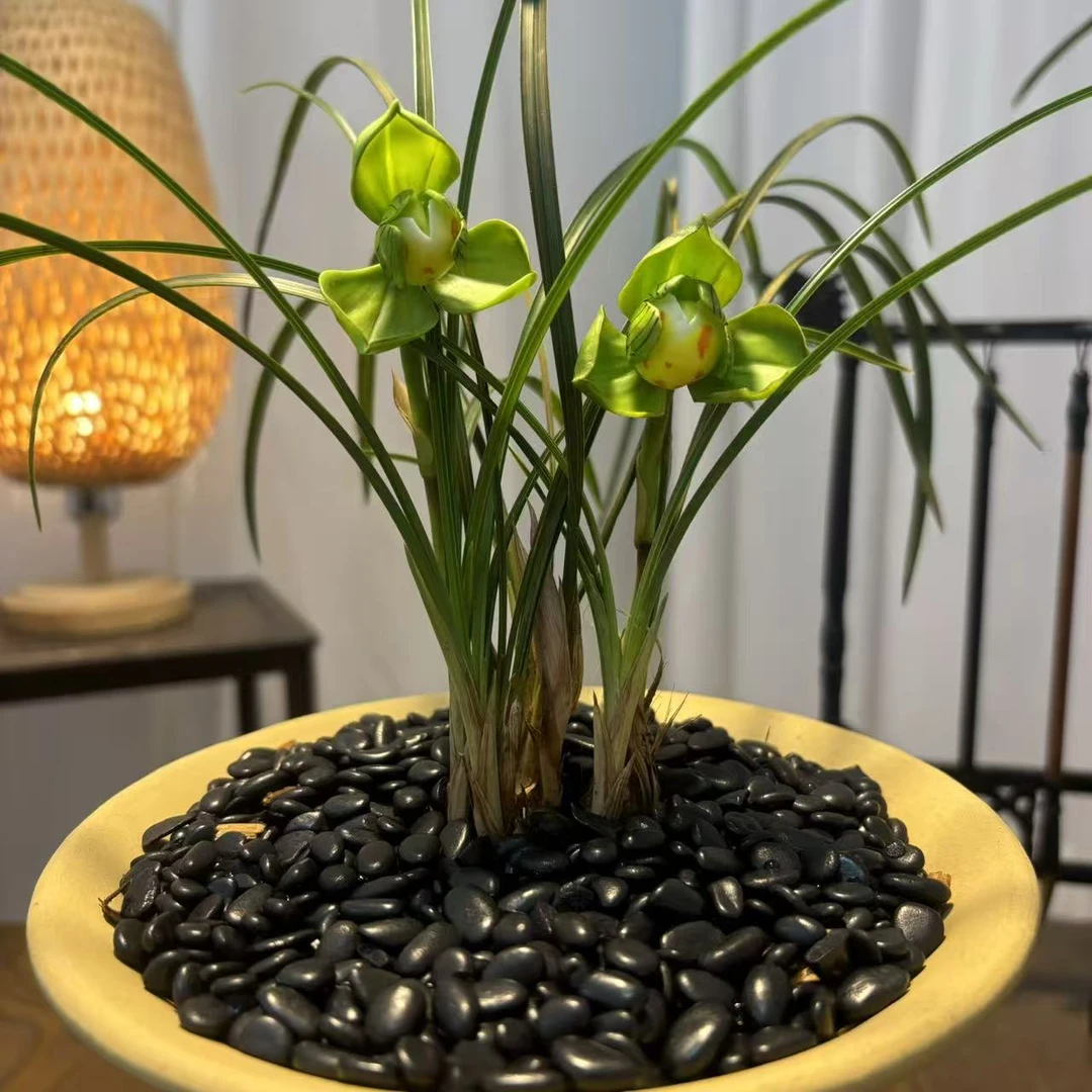 龙珠荷   春兰经典荷瓣兰花   好养易活 香味浓郁 高端兰花