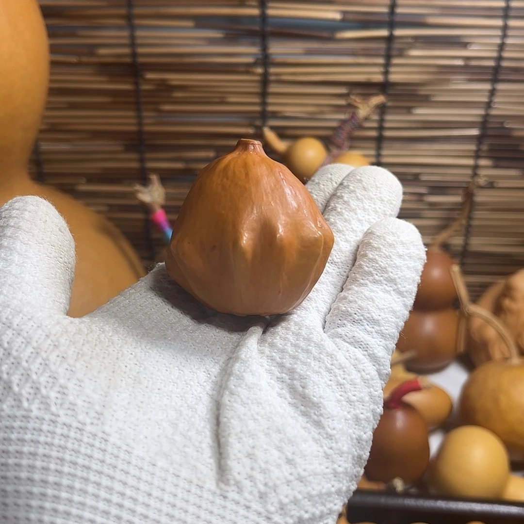 墨西哥疙瘩葫芦品种