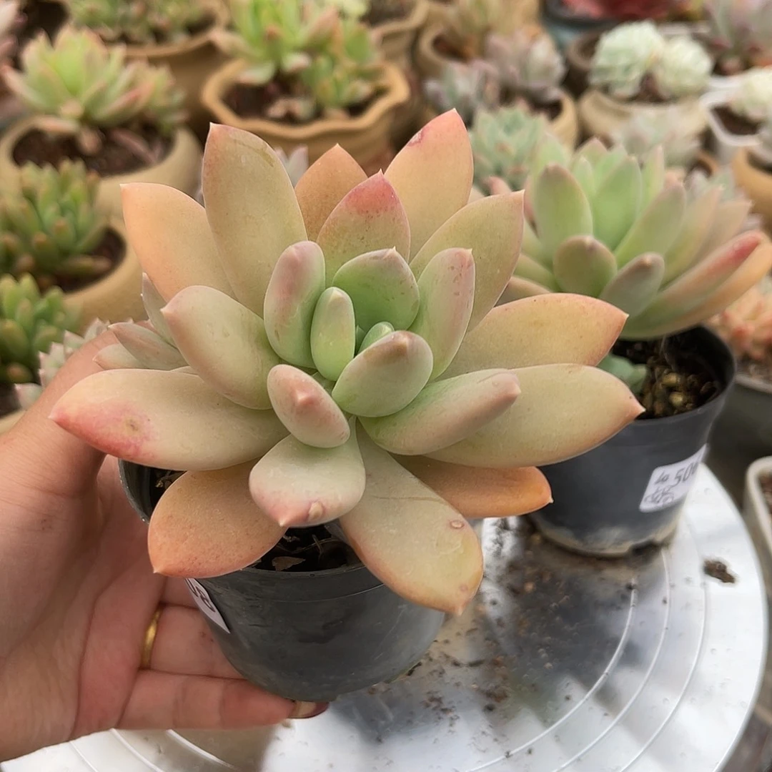 用****4糖三彩。   508。  111111111