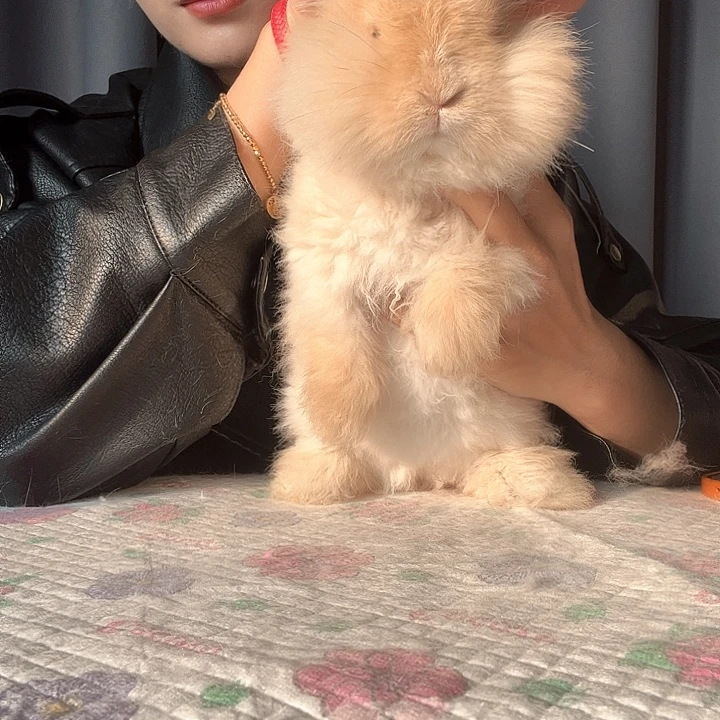 英系安哥拉兔奶茶色弟弟77