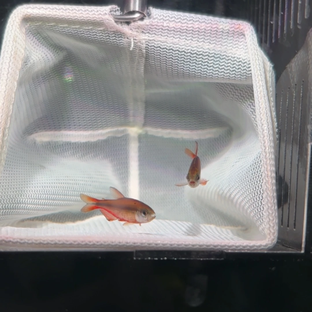 超***尊灯科鱼超级红魔鬼两条