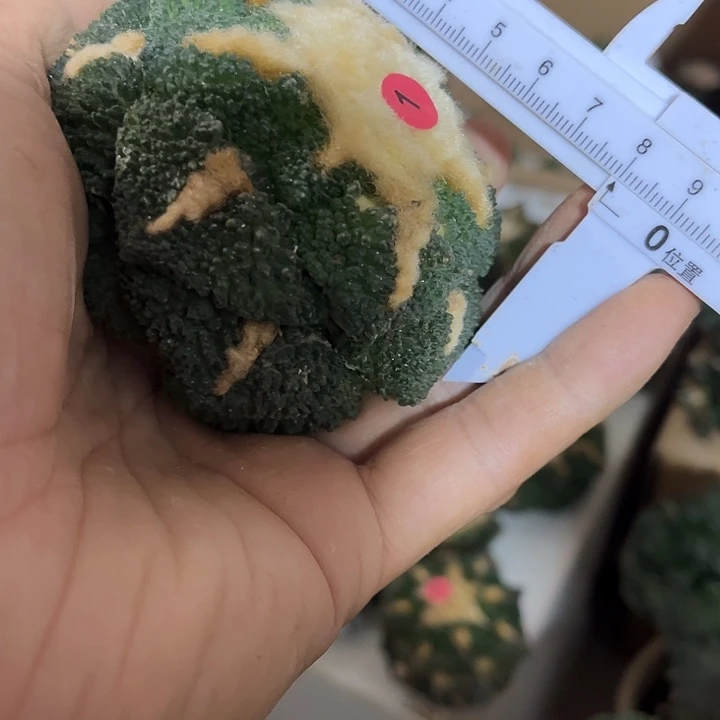 苗接落地哥斯拉一颗