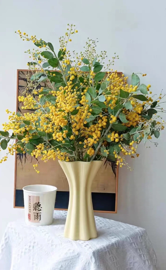 （云云推荐）金合欢鲜切花可做干花懒人花材