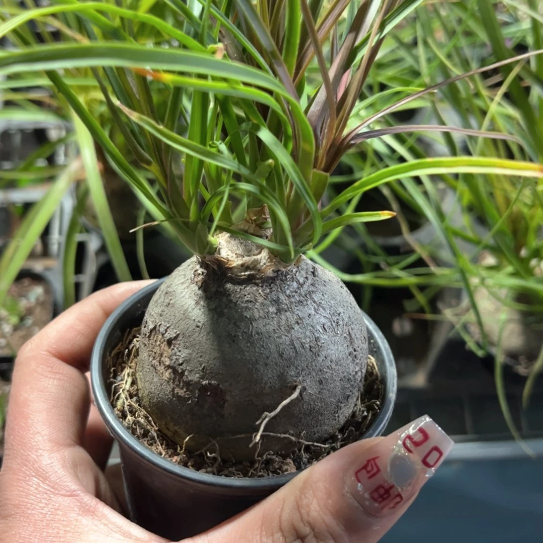 单头酒瓶兰单头发货有根