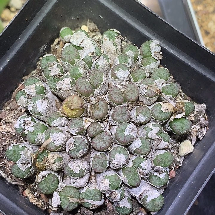 精品多肉植物精品多肉