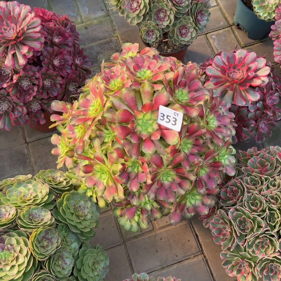 近***赤多肉植物353韶华法师
