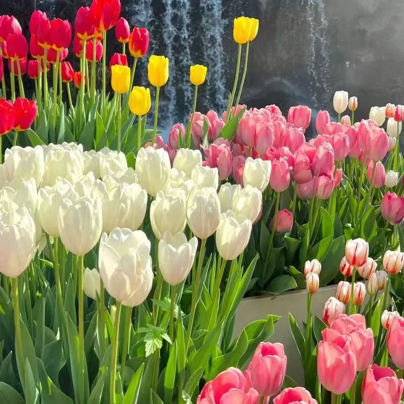 【进口臻品】郁金香土培成苗带花苞花卉