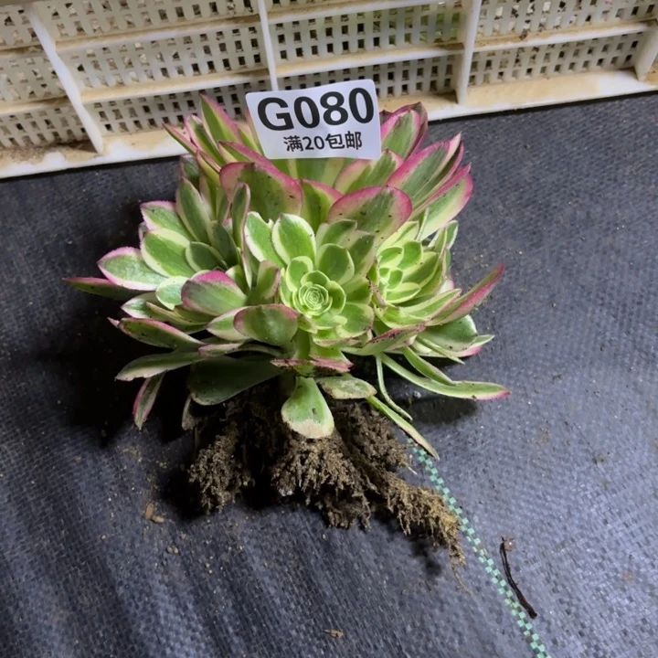 稳*瑞妈一物一拍080