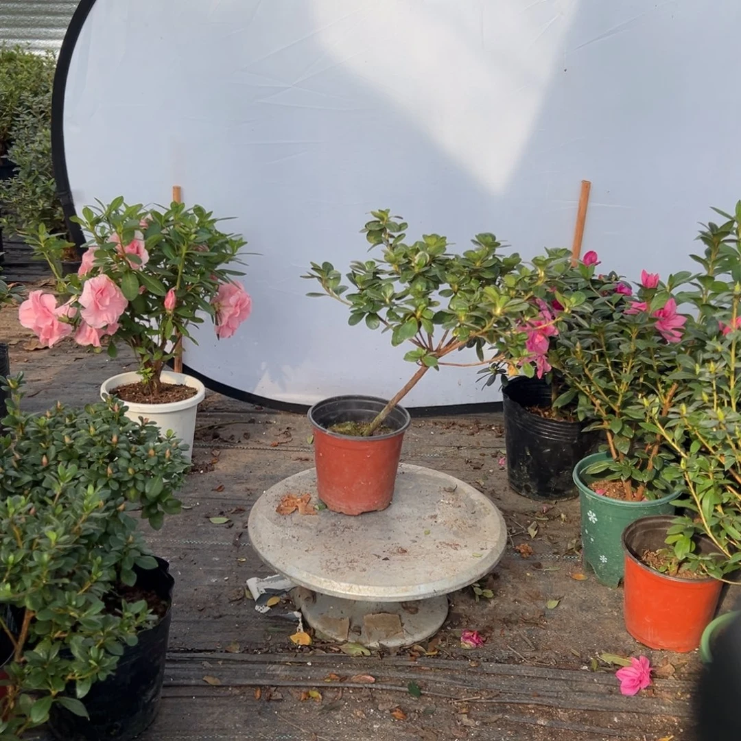 完全开放熏风杜鹃花