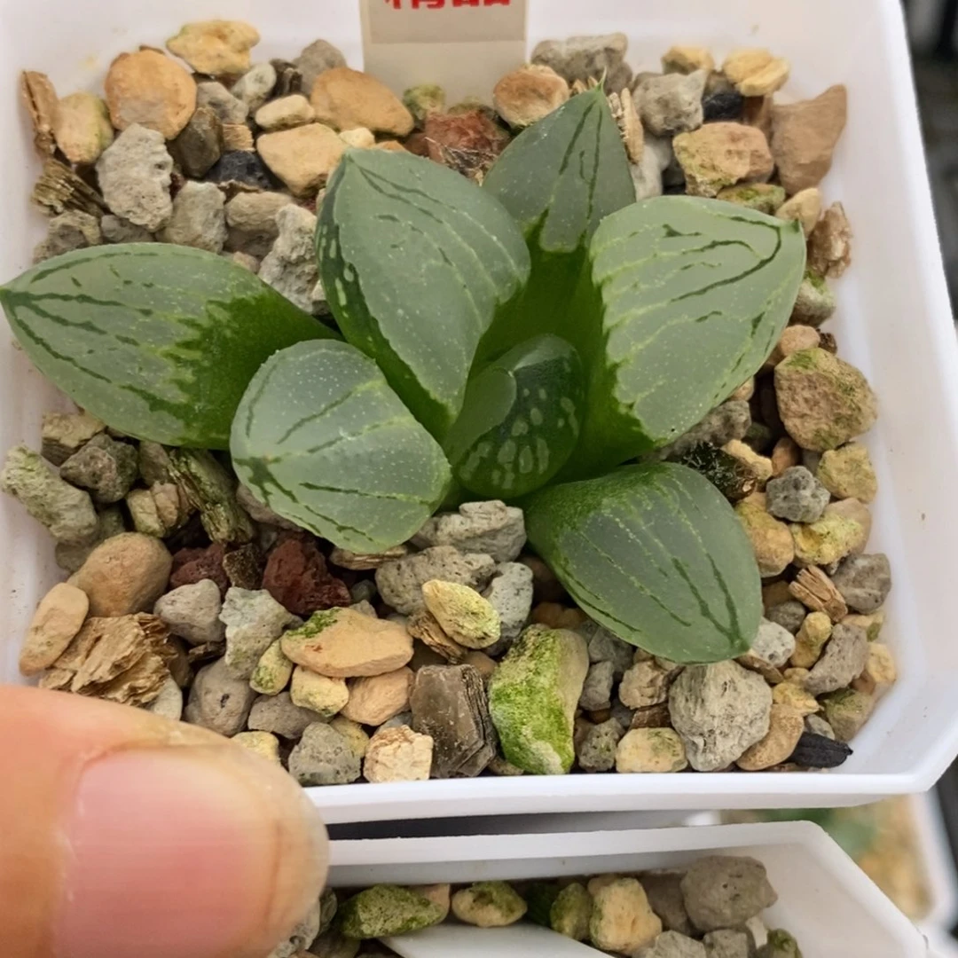 110号虞美人多肉植物