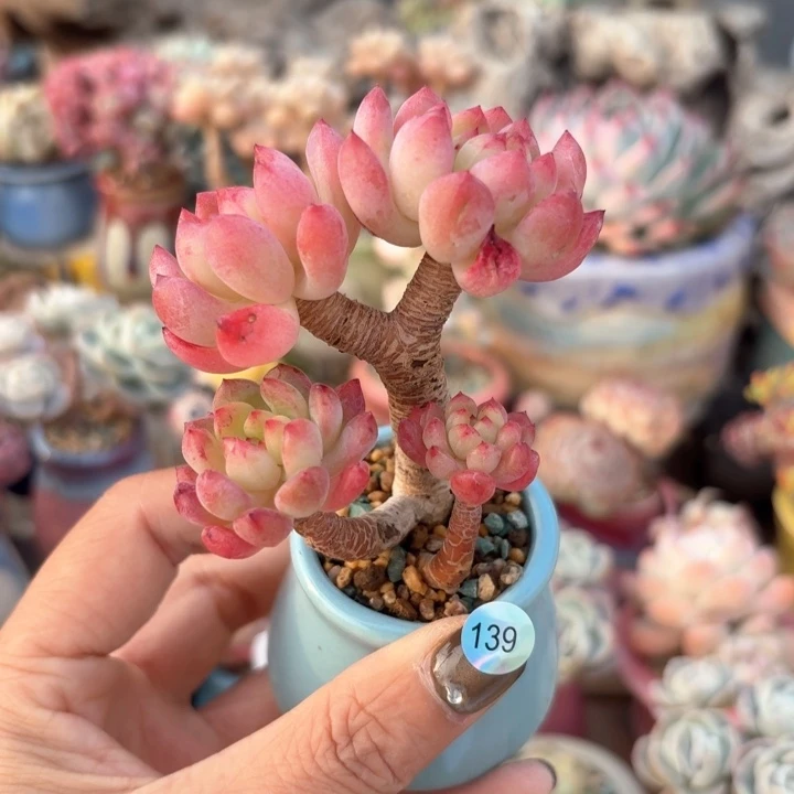 139 多肉含盆土 30元包邮 除偏远