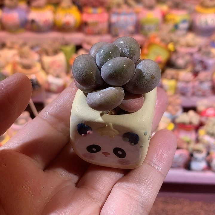 奶酪带盆 满100包邮