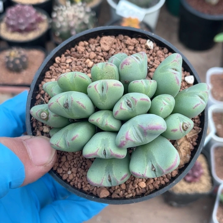 306少将多头肉椎