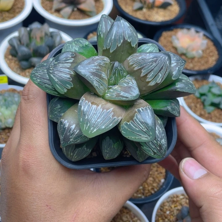 银龟寿压成株十二卷