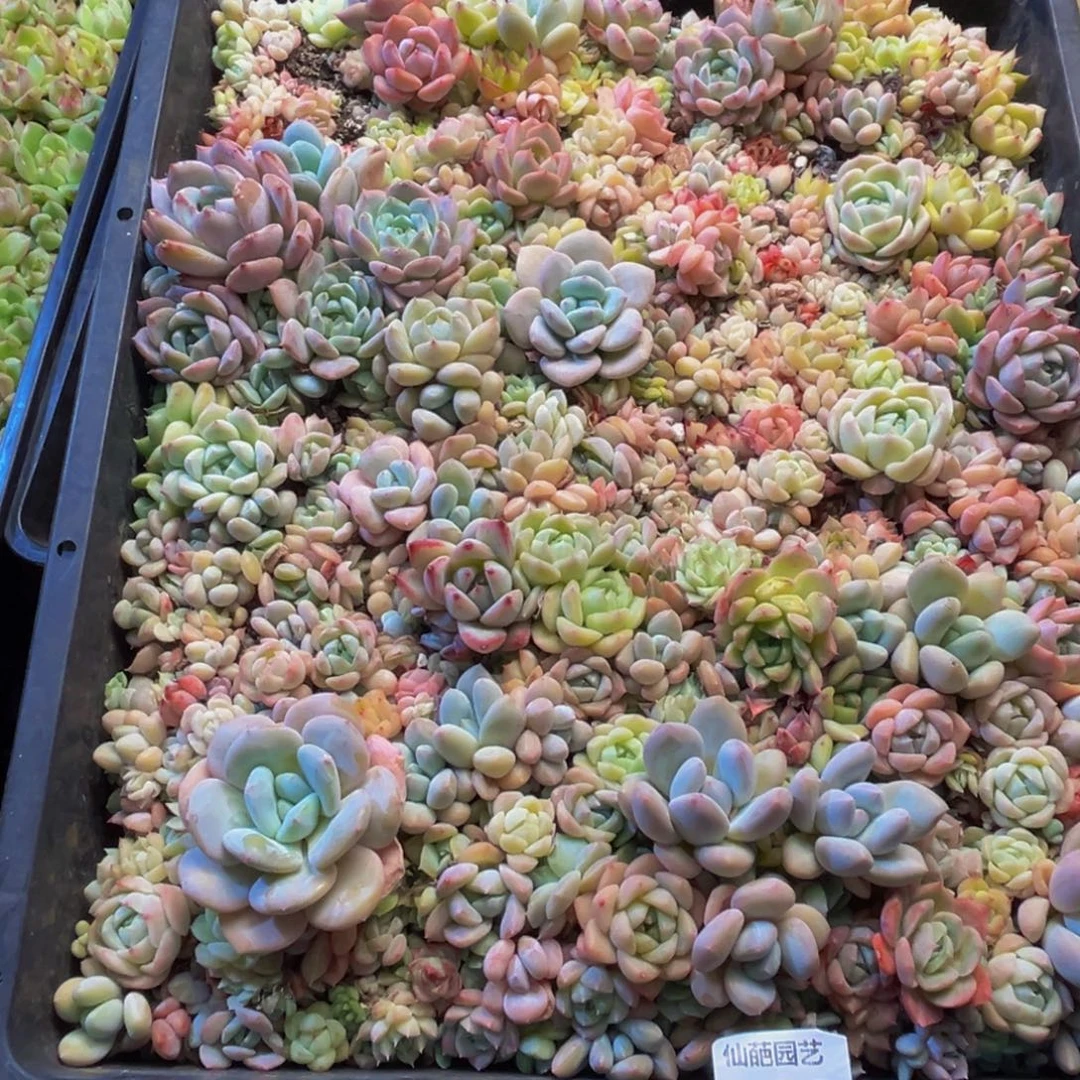 三***牛059多肉植物的生长发育和