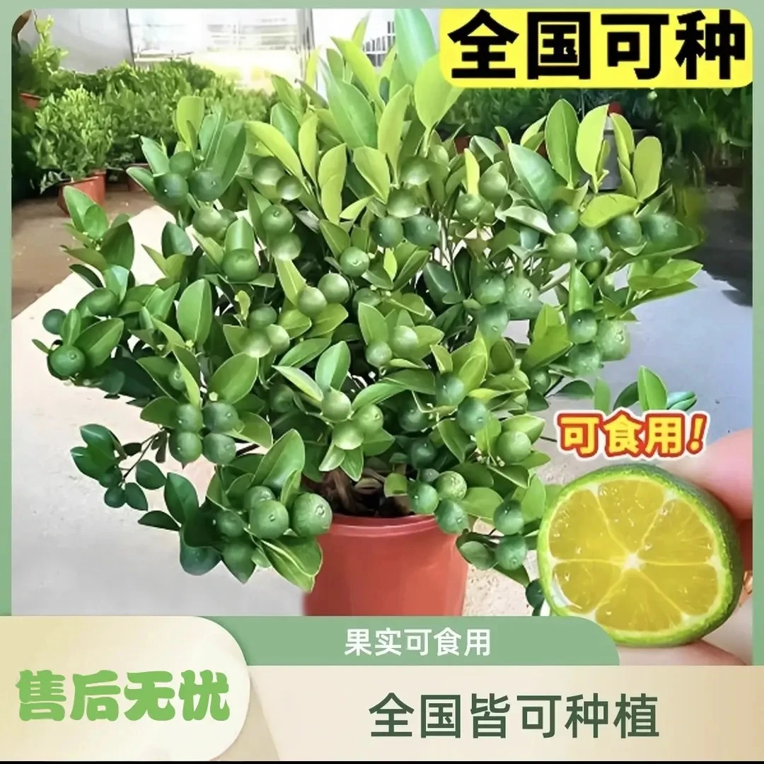 四季金桔阳台客厅花卉盆栽可食用可观赏盆栽地栽四季长绿
