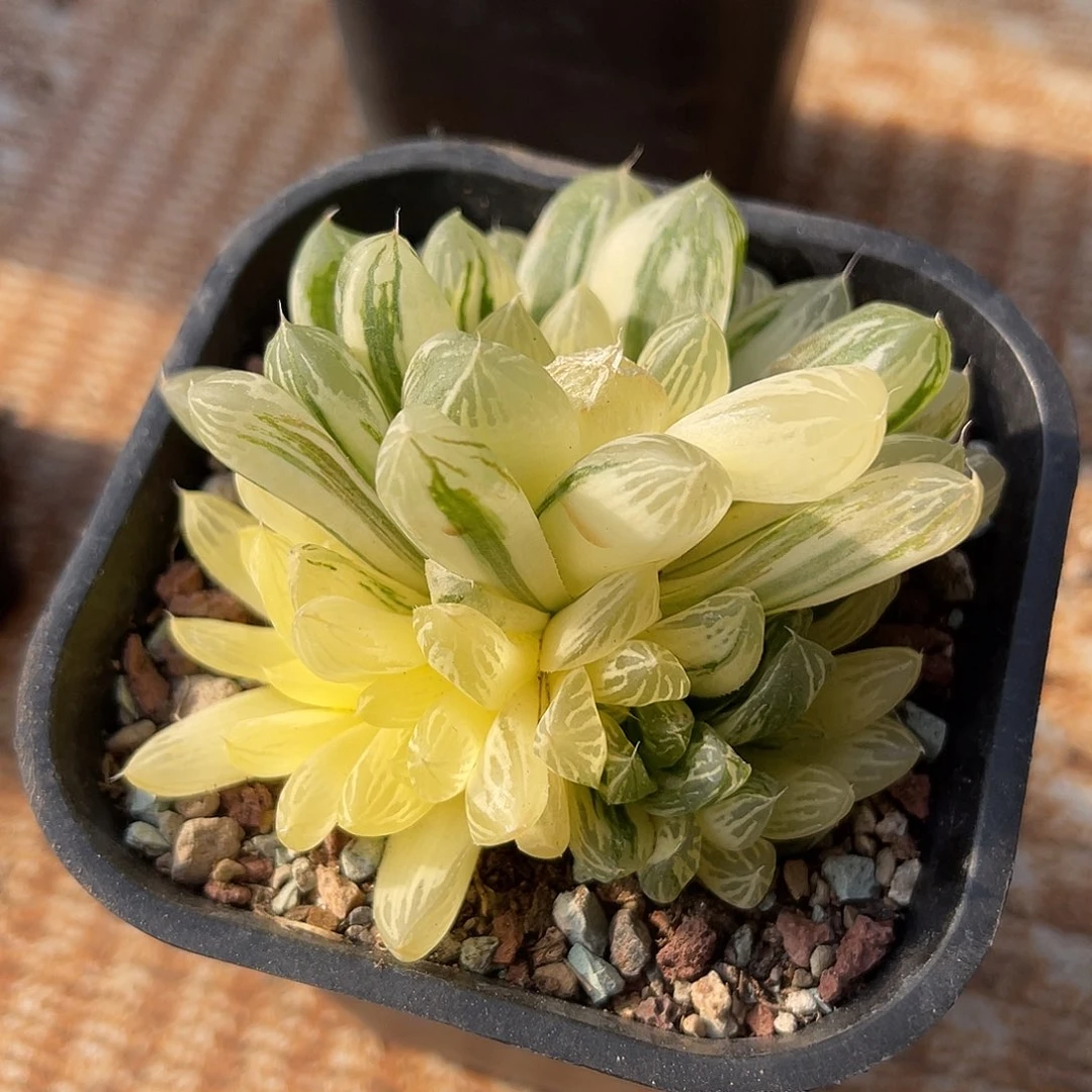 玉露拉丝锦一物一拍