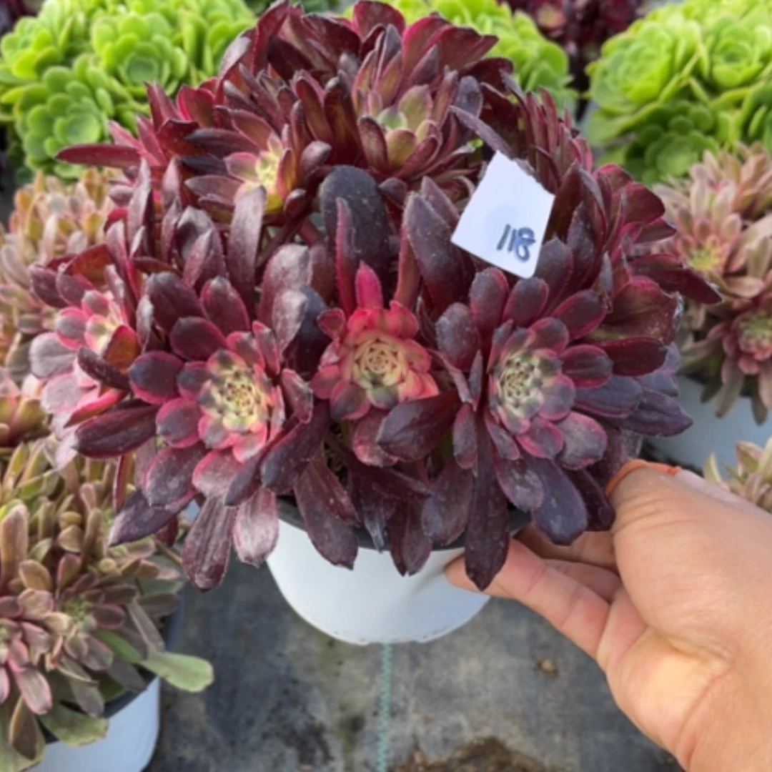 【闪购商品】114红金刚多肉法师