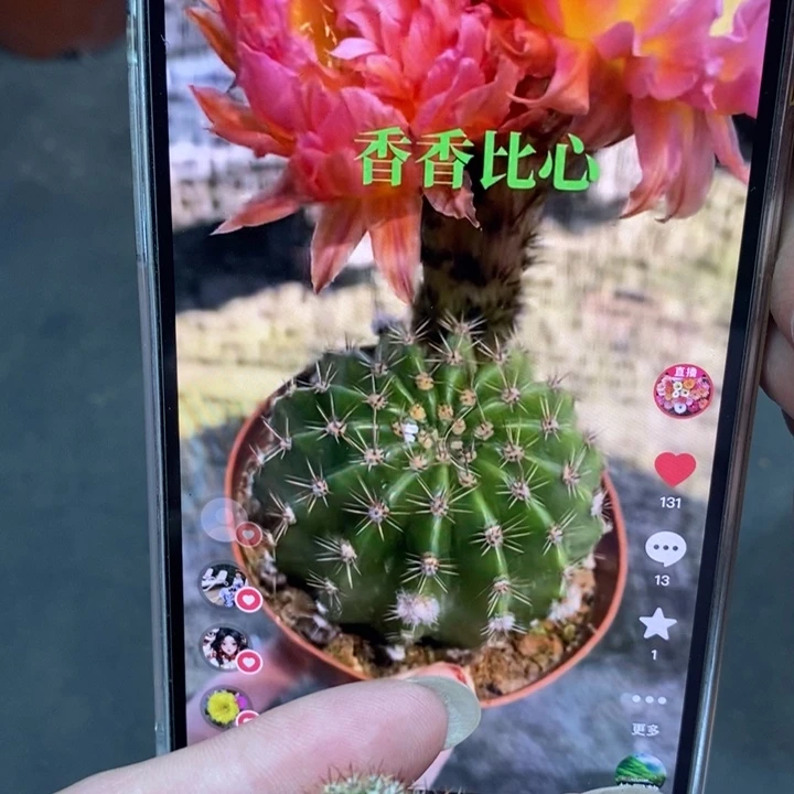 初***心香香比心侧芽2个彩草
