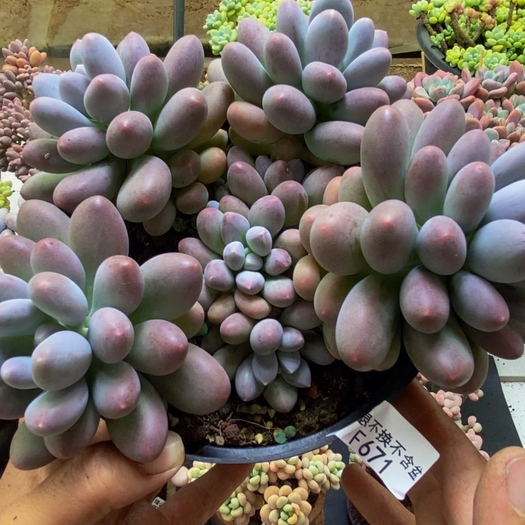 671蛋黄奶18cm多肉