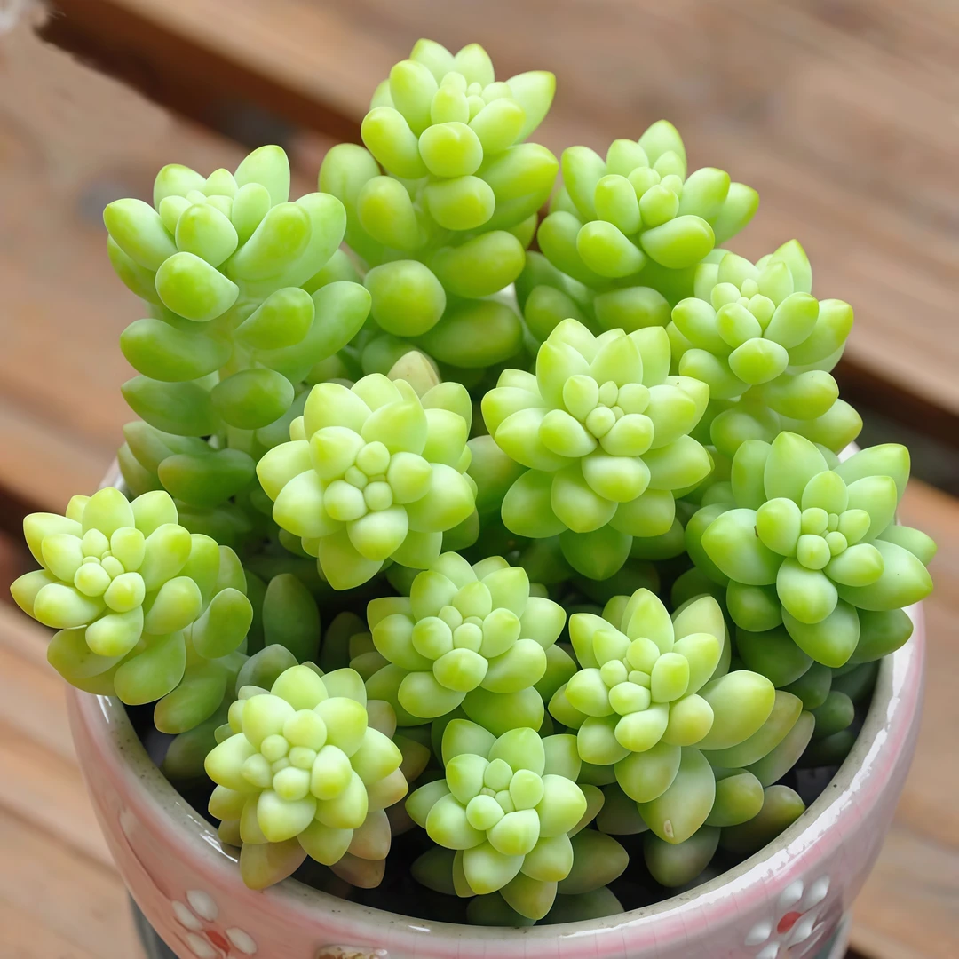 【满9.9元包邮】玉坠群带塑料盆6.5cm多肉植物以直播间展示为主