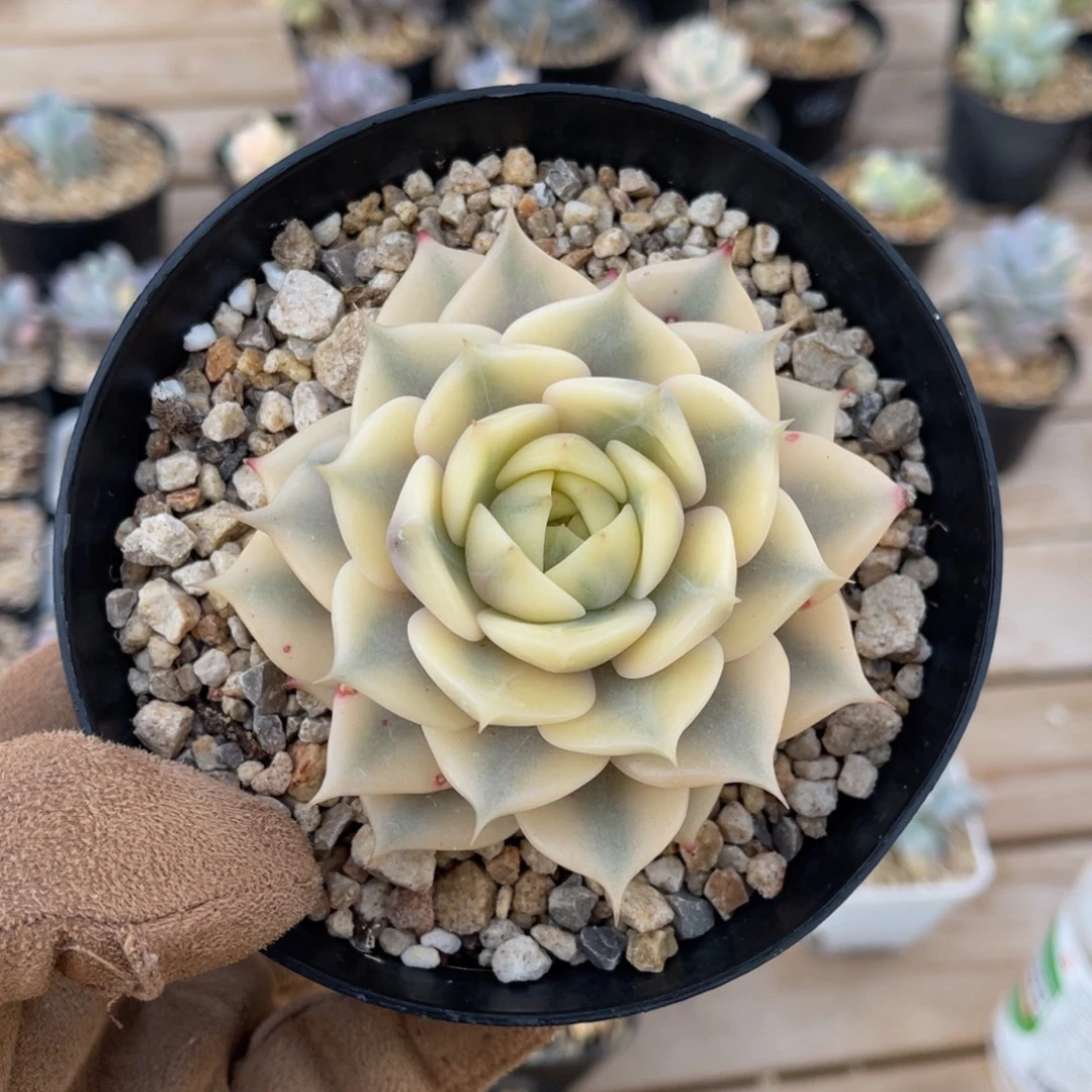 贝加尔湖锦一物一拍