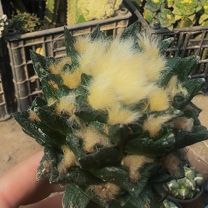 无花朵长毛博士牡丹289