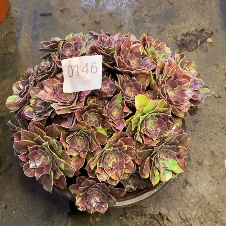 花月夜多肉断头不包