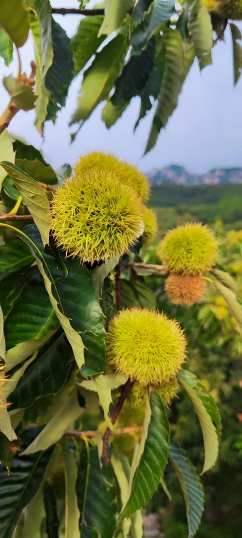 【优选油栗】优选果王大果泰山老树油栗正宗树上熟油栗香甜软糯