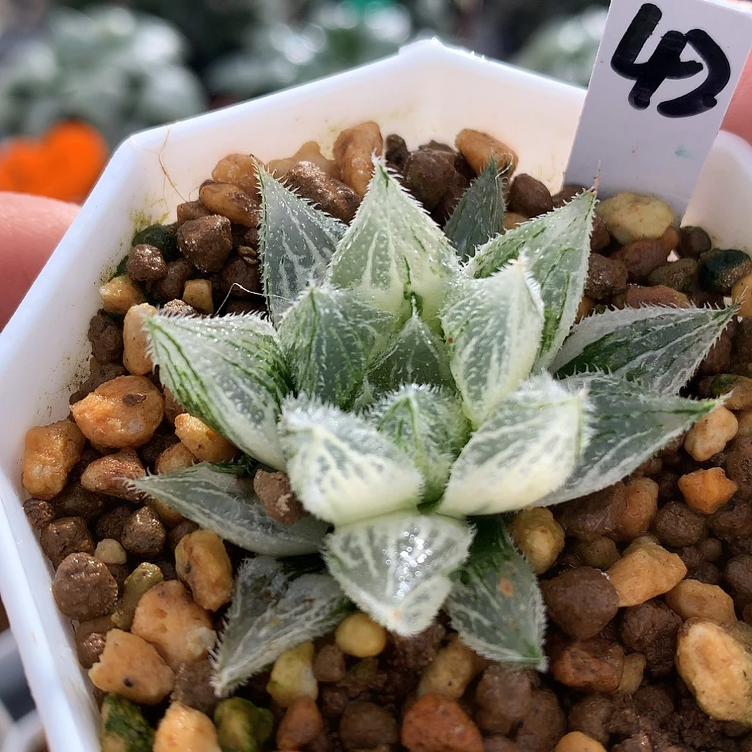 绘卷锦带盆土发货tll